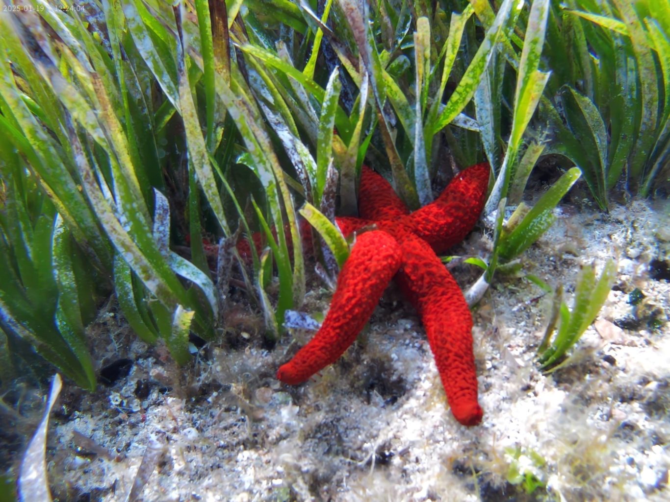 Capizzolu - Des herbiers de posidonie Capizzolu - Des herbiers de posidonie