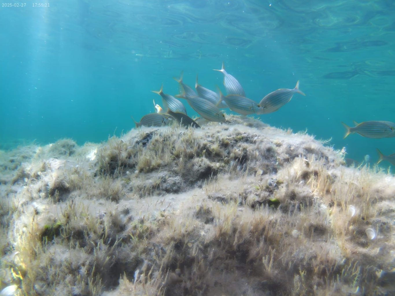 Plage de Capizzolu Plage de Capizzolu