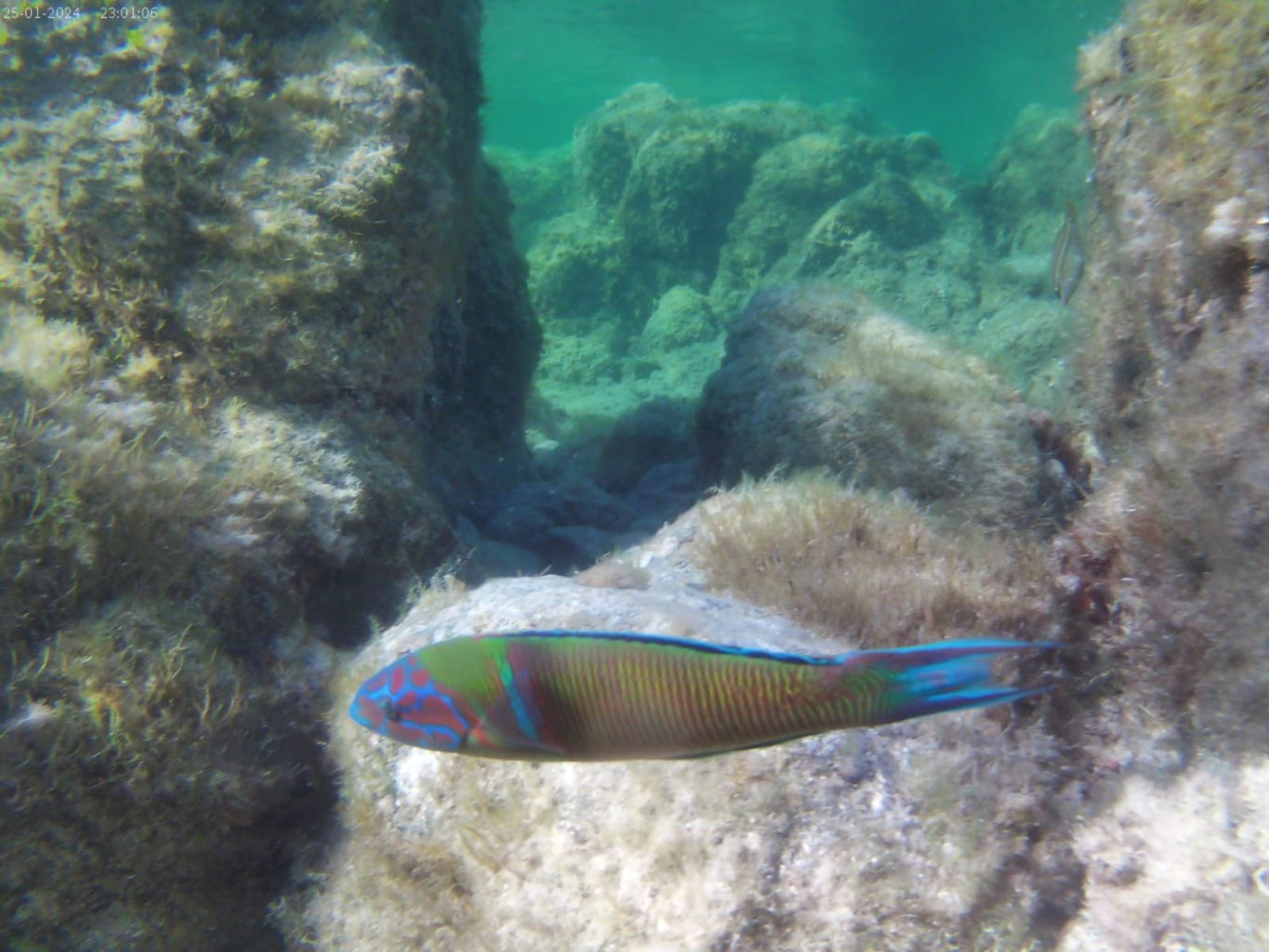 Capizzolu - des fonds variés Capizzolu - des fonds variés